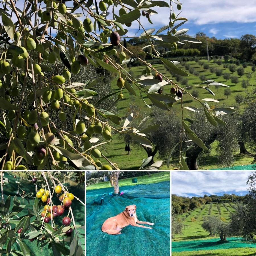 Agriturismo Poggio Del Drago Montemerano Εξωτερικό φωτογραφία
